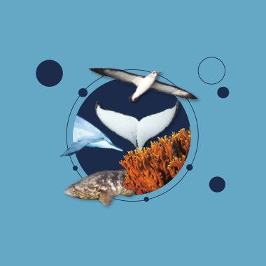 capa do livro BIOMAR Responde - Versão-Português (06/2022)