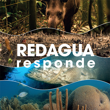 capa do livro Redagua Responde (06/2022)