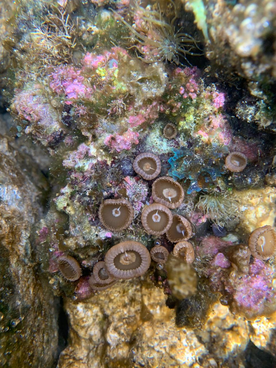 Vida Entremarés, Eco Parque Arraial d'Ajuda (BA) - Foto: Marcella Fazan