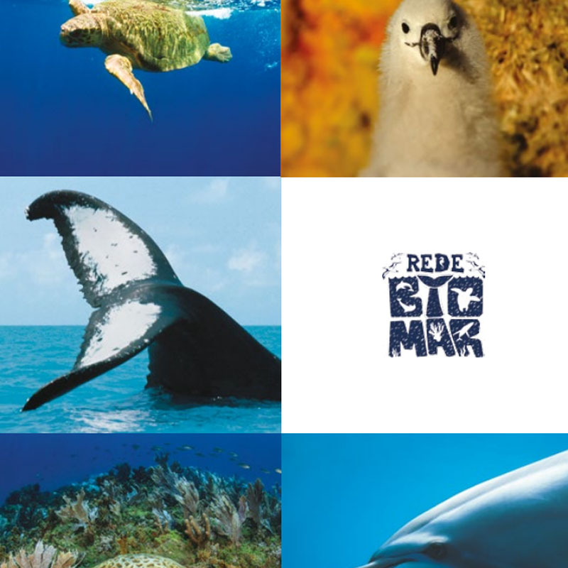 capa do livro relatório da rede biomar